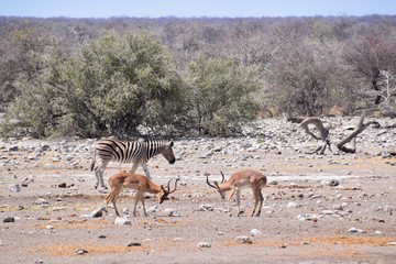 Namibia - Zebra - Wüste