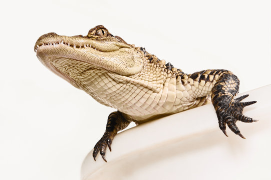 Studio Shot of  an Alligator in a Bathtub