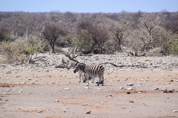 Fototapeta na wymiar Steppenzebra Namibia