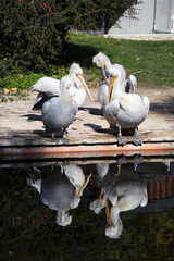Pelicans