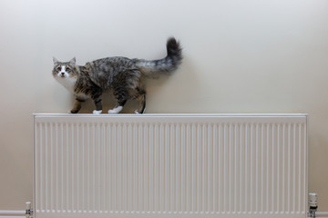 Tabby kitten lying on top of a radiator and looking up 