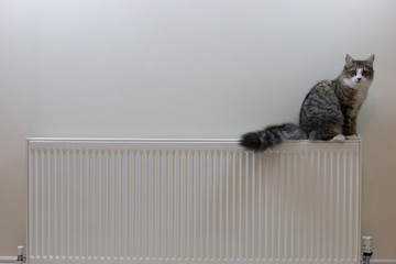 Tabby kitten lying on top of a radiator and looking up 