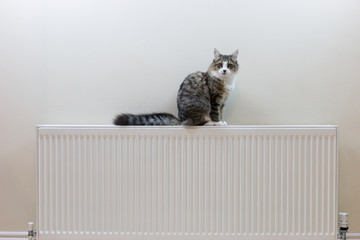 Tabby kitten lying on top of a radiator and looking up 