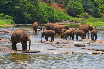 Fototapeta na wymiar Elephants in the river in Sri Lanka