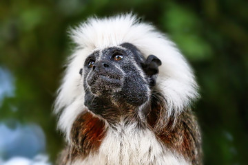 Cotton Top Tamarin
