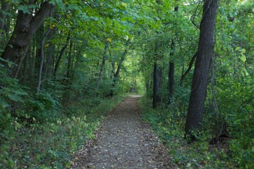 Green trees and plants surrounding a north bound walking path, walkway through the woods