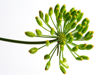 Umbel of dill weed on the white background - obrazy, fototapety, plakaty
