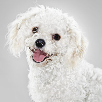 A Studio Portrait Of A White Dog