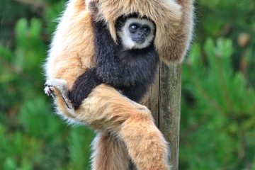 Fototapeta premium White Handed Gibbon