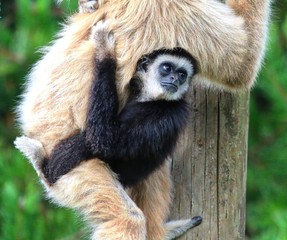 White Handed Gibbon