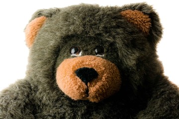 Teddy