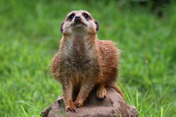Meerkat