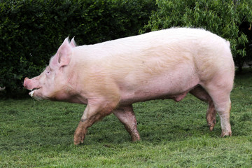 Pink hairy pig runs on the pasture