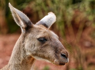 Kangaroo