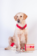 Golden retriever in Christmas style