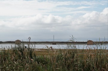 Fototapeta na wymiar Albufera de Valencia vista desde un campo de arroz