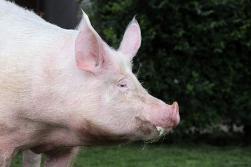 Extreme head shot portrait of a domestic pig sow summertime outdoors