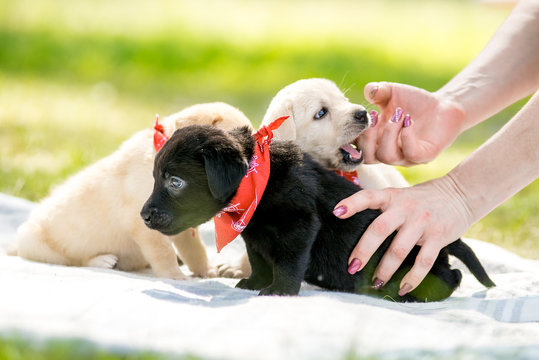 Paw Labrador Puppy Images – Browse 19,859 Stock Photos, Vectors, and Video  | Adobe Stock