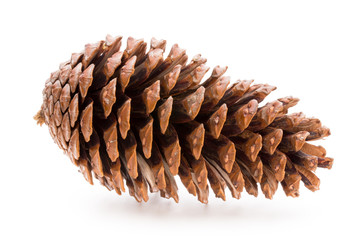 Christmas pine cone on white background.