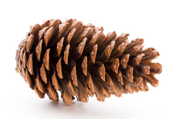 Christmas pine cone on white background.