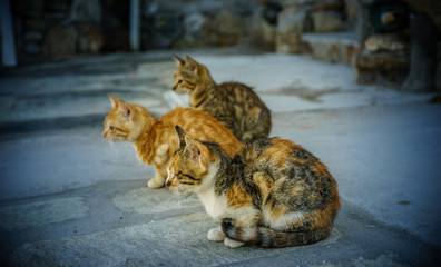 Three cats looking straight ahead in Mykonos island Greece Cyclades