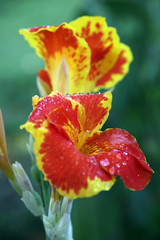 Blumenrohr-Hybride (Canna sp.)
