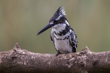 Pied Kingfisher (Ceryle rudis)