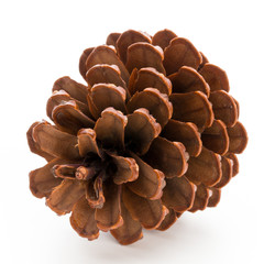 Christmas pine cone on white background.