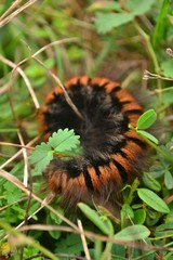 chenille