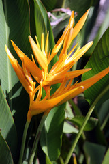 Blütentstand einer Helikonie, Hummerschere (Heliconia sp.)