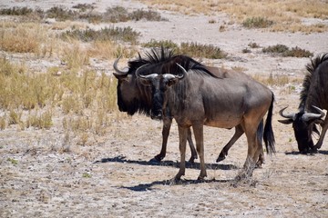 Gnu - Herde- Afrika - Namibia 
