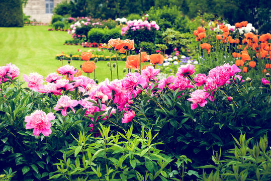 Beautiful flowers in summer garden. Peonies, poppies. Summertime landscape, park, flowers and trees view, green lawn, grass. Famous historical place. For posters, interior,  design, nature calendars.