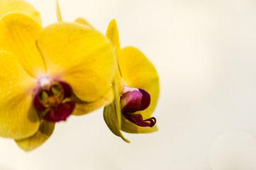 Fototapeta premium flower of a jolly orchid