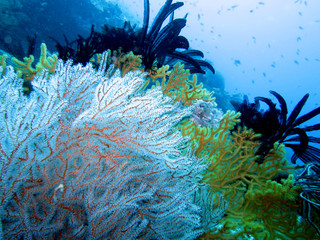 Haarstern, Federstern (Comanthus sp.)