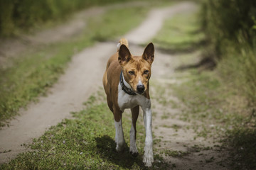 The Basenji dog walks in the park.