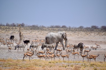 Fototapeta na wymiar Wild lebende Tiere am Wasserloch - Elefant - Gnu - Zebra - Springbock - Giraffe