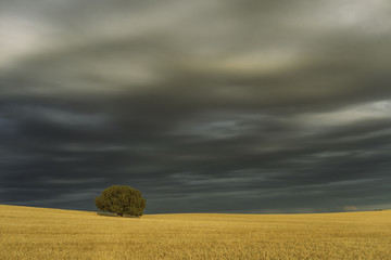 Lonely tree in a grain field with dark clouds