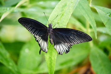 Piękny duży i kolorowy motyl w motylarni.