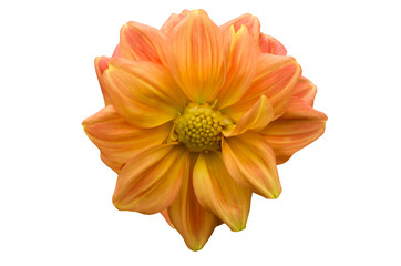 large pink dahlia flower in full bloom closeup on full frame isolated on white background zoom on full frame