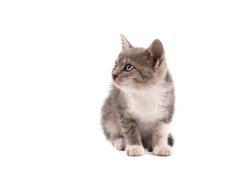 Gray cat isolated on a white background. Portrait of a cute kitten