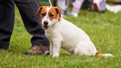 Rasowy jack russell terrier na wystawie psów rasowych. © Rajtar photography