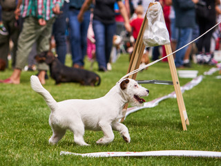Rasowy jack russell terrier na wystawie psów rasowych. © Rajtar photography