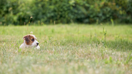 Szczeniak rasowy jack russell terrier na polanie w trawie.