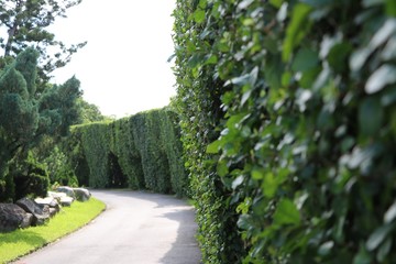 Tree tunnel green nature in the park