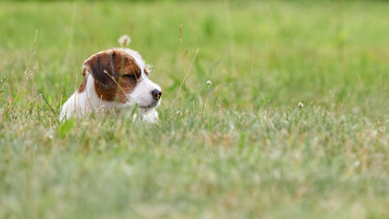 Szczeniak rasowy jack russell terrier na polanie w trawie. © Rajtar photography