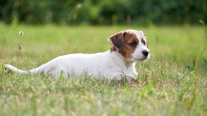 Szczeniak rasowy jack russell terrier na polanie w trawie. © Rajtar photography