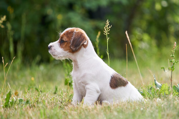 Szczeniak rasowy jack russell terrier na polanie w trawie. © Rajtar photography