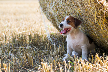 Szczeniak rasowy jack russell terrier na polanie w trawie. © Rajtar photography