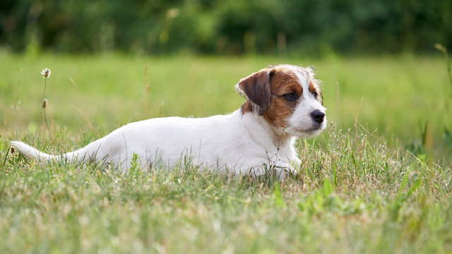 "Jack Russel" Bilder Durchsuchen 17,558 Archivfotos,