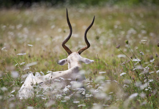 Addax resting among flowers